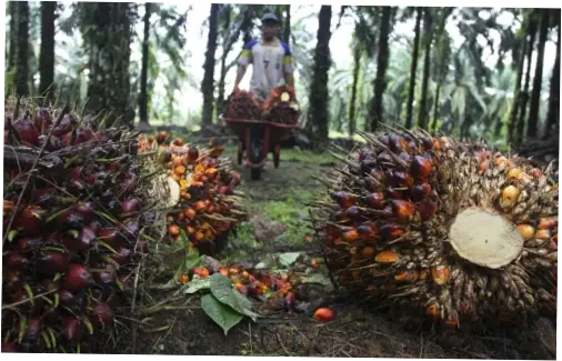 Kelapa Sawit: Potensi Besar dan Tantangan di Indonesia