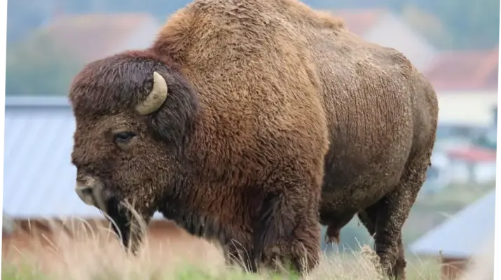 Bison: Mengenal Lebih Dekat Hewan Langka dan Pembahasan Terkini