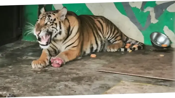 Suo: Dari Kematian Harimau Sumatera hingga Investasi Ares di Fondo Kredit Privat